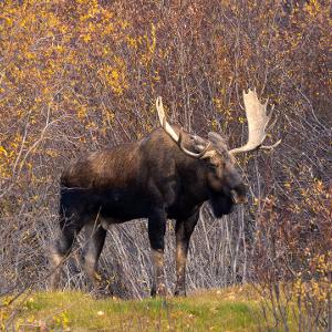 A large bull moose with wide antlers stands in front of yellow autumn bushes in the Canadian wilderness.