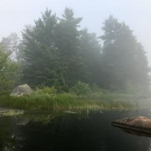 Thick fog blankets a pine forest shoreline and calm lake water with rocks in the foreground.